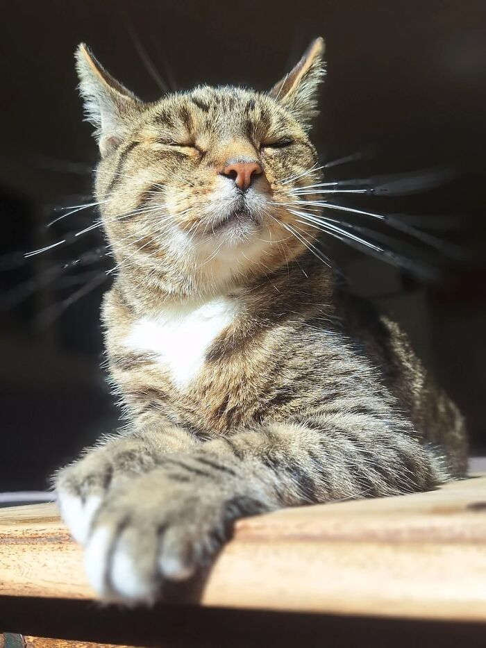 75 Incredibly Adorable Photos Of Animals Sunbathing That Might Heal Your Soul (New Pics)