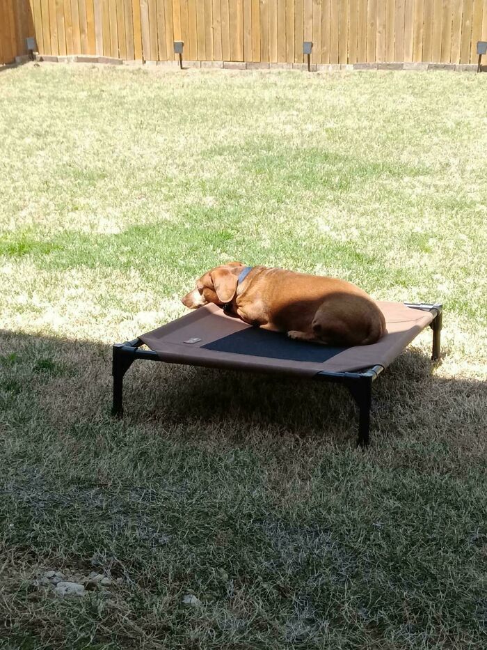 75 Incredibly Adorable Photos Of Animals Sunbathing That Might Heal Your Soul (New Pics)