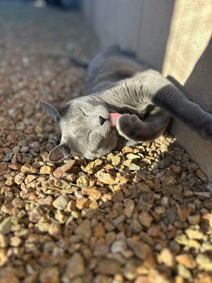 75 Incredibly Adorable Photos Of Animals Sunbathing That Might Heal Your Soul (New Pics)