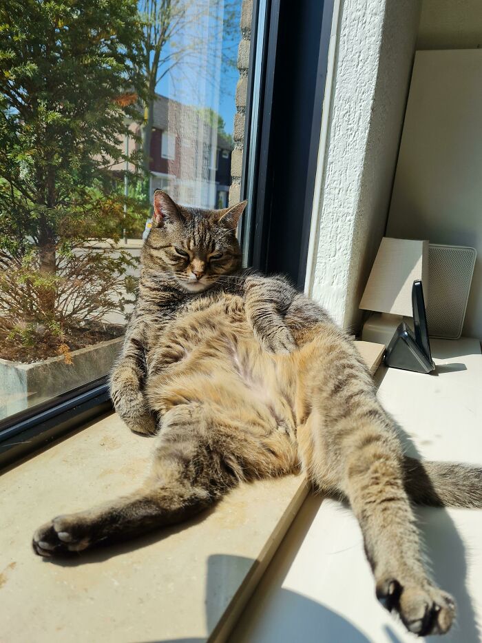 75 Incredibly Adorable Photos Of Animals Sunbathing That Might Heal Your Soul (New Pics)
