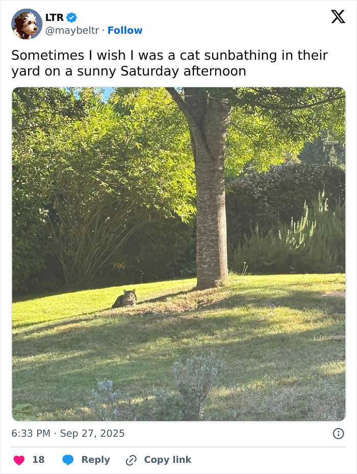 75 Incredibly Adorable Photos Of Animals Sunbathing That Might Heal Your Soul (New Pics)