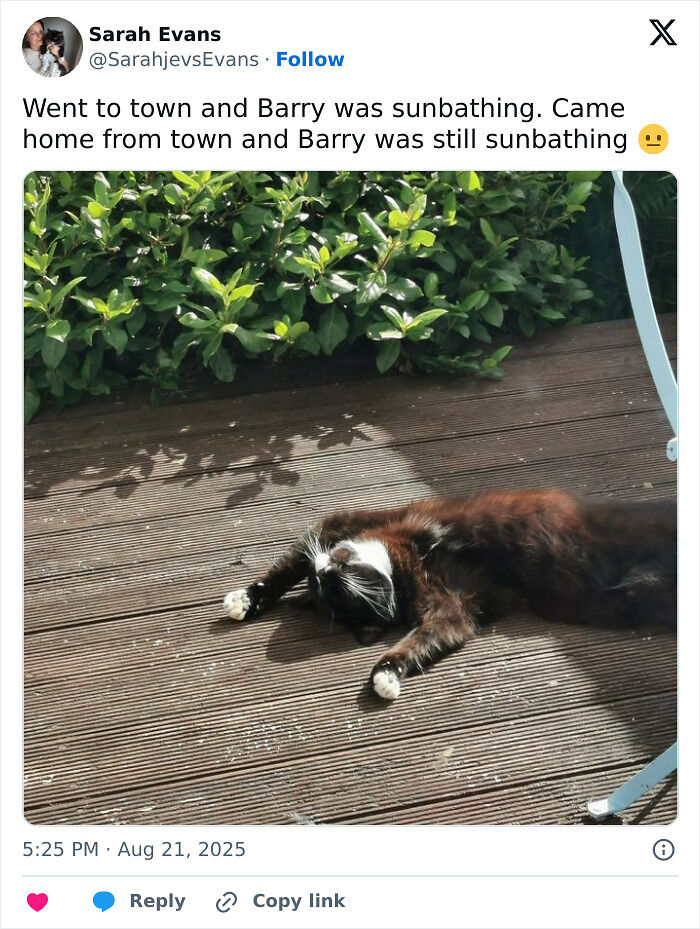 75 Incredibly Adorable Photos Of Animals Sunbathing That Might Heal Your Soul (New Pics)