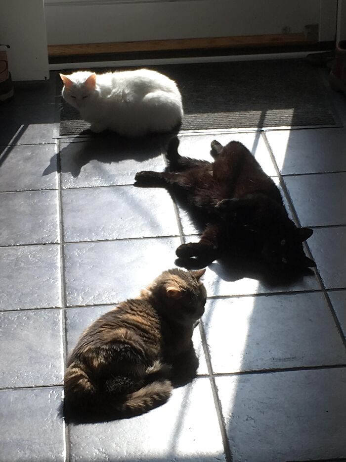 75 Incredibly Adorable Photos Of Animals Sunbathing That Might Heal Your Soul (New Pics)