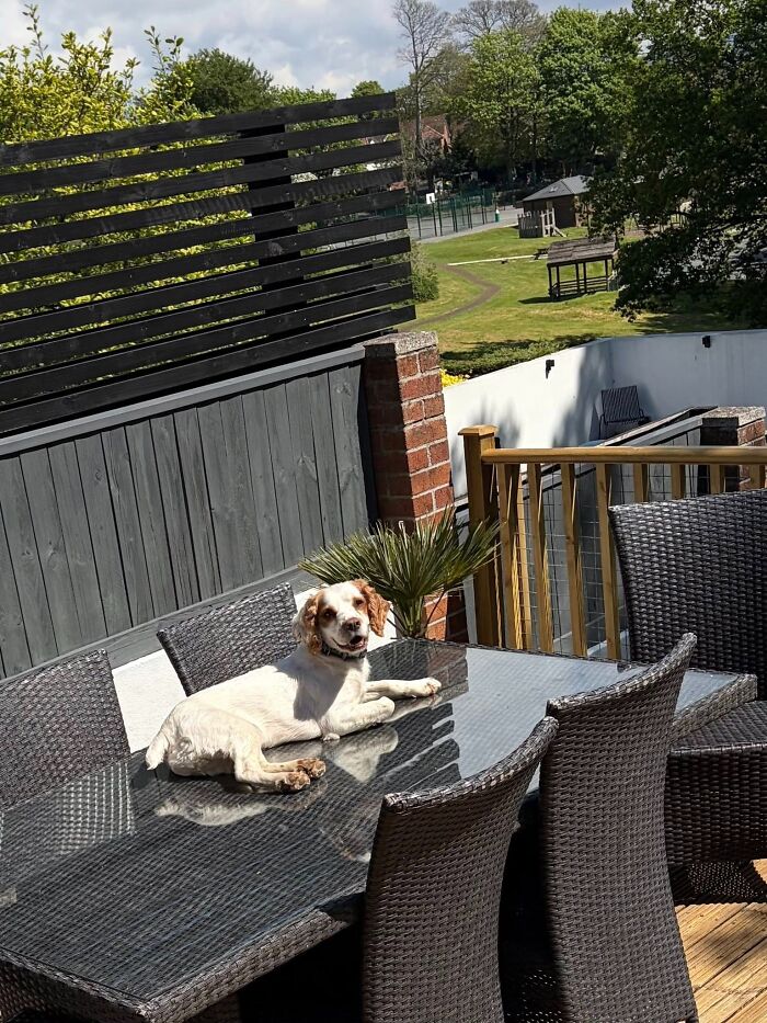 75 Incredibly Adorable Photos Of Animals Sunbathing That Might Heal Your Soul (New Pics)