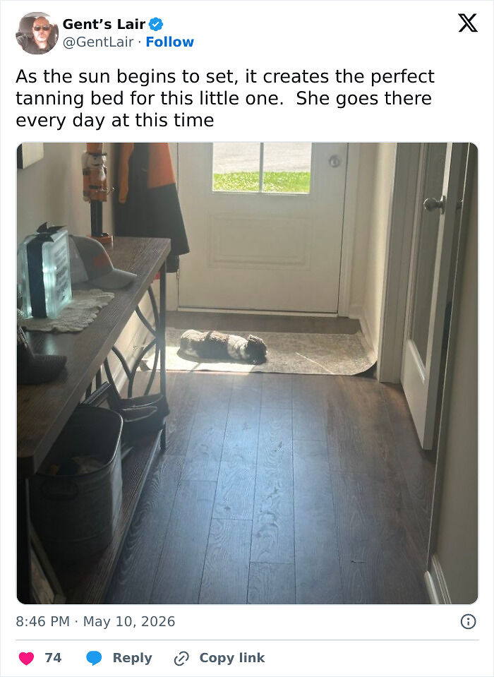 75 Incredibly Adorable Photos Of Animals Sunbathing That Might Heal Your Soul (New Pics)