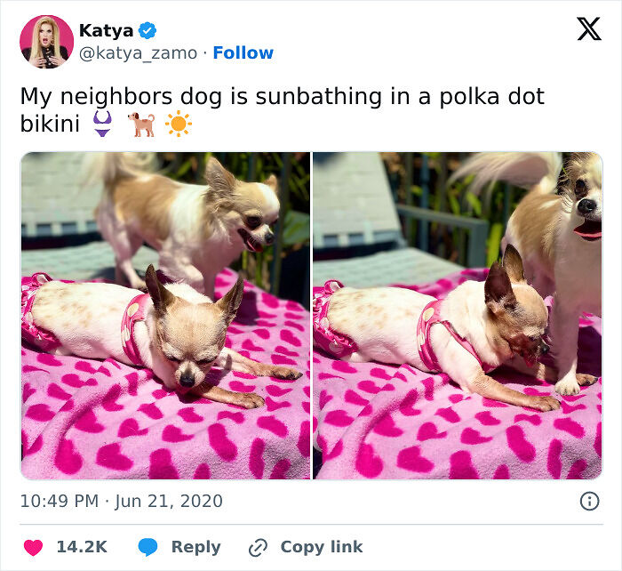 75 Incredibly Adorable Photos Of Animals Sunbathing That Might Heal Your Soul (New Pics)