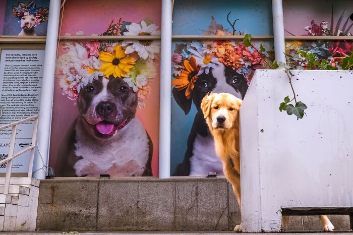 80 Street Photos By Dan Morris That Capture Cities From Perspectives Most People Miss