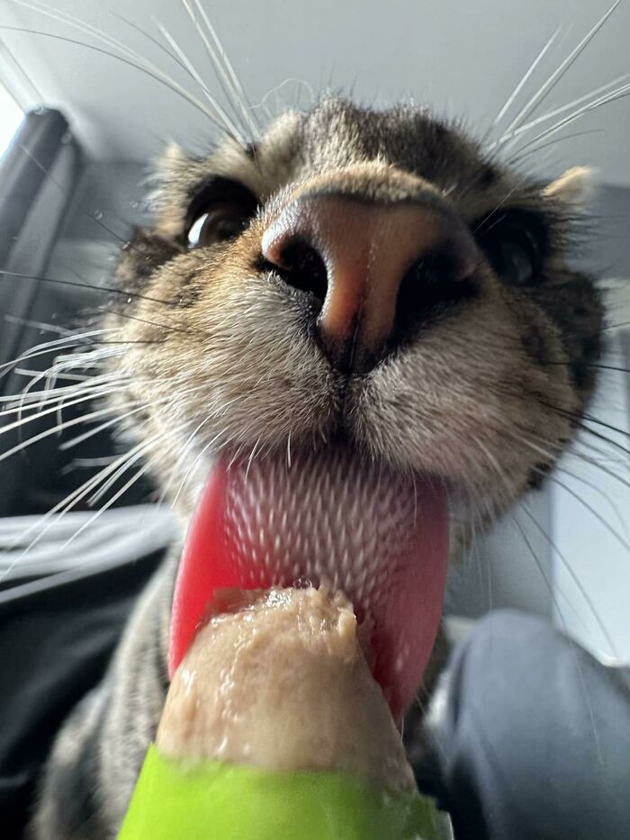 51 Funny Pics Of Food-Obsessed Cats Who Forgot How To Act Civilized Around A Snack