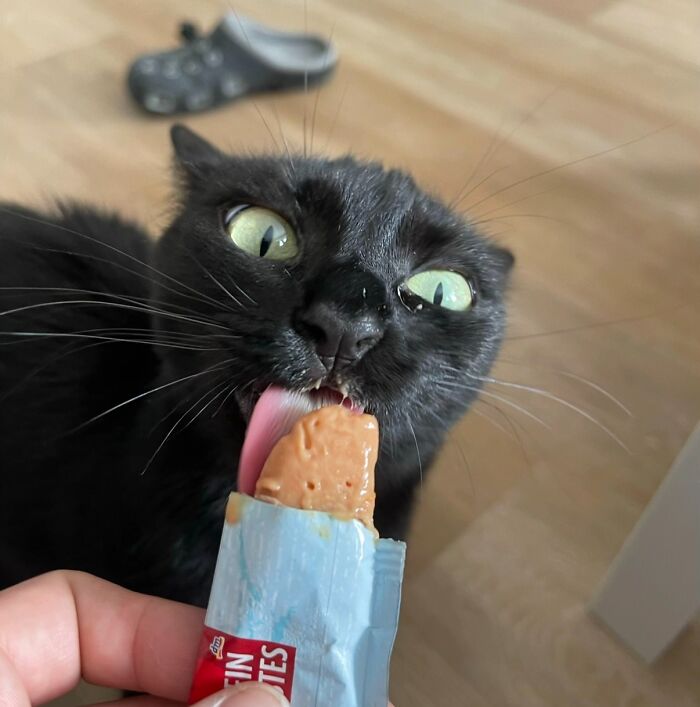 51 Funny Pics Of Food-Obsessed Cats Who Forgot How To Act Civilized Around A Snack