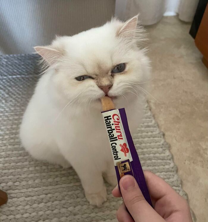 51 Funny Pics Of Food-Obsessed Cats Who Forgot How To Act Civilized Around A Snack