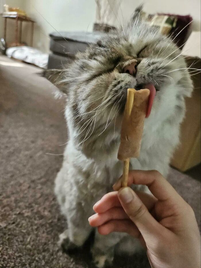 51 Funny Pics Of Food-Obsessed Cats Who Forgot How To Act Civilized Around A Snack