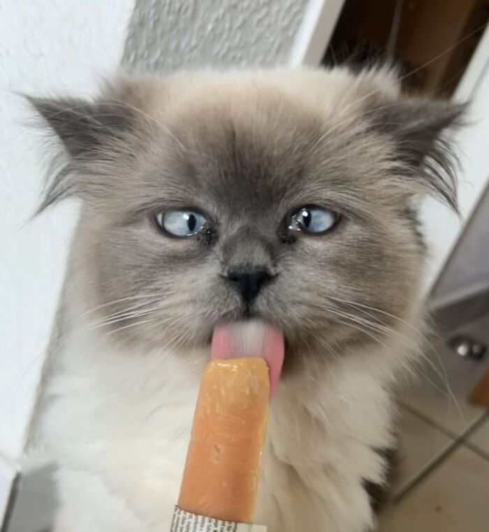 51 Funny Pics Of Food-Obsessed Cats Who Forgot How To Act Civilized Around A Snack