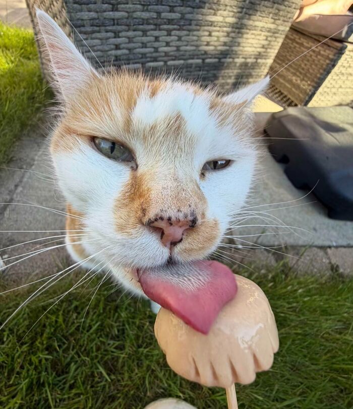 51 Funny Pics Of Food-Obsessed Cats Who Forgot How To Act Civilized Around A Snack