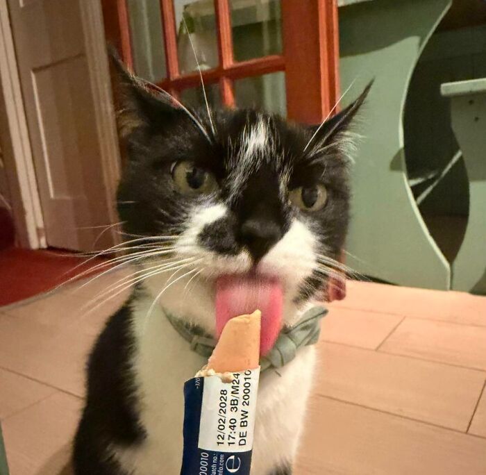 51 Funny Pics Of Food-Obsessed Cats Who Forgot How To Act Civilized Around A Snack