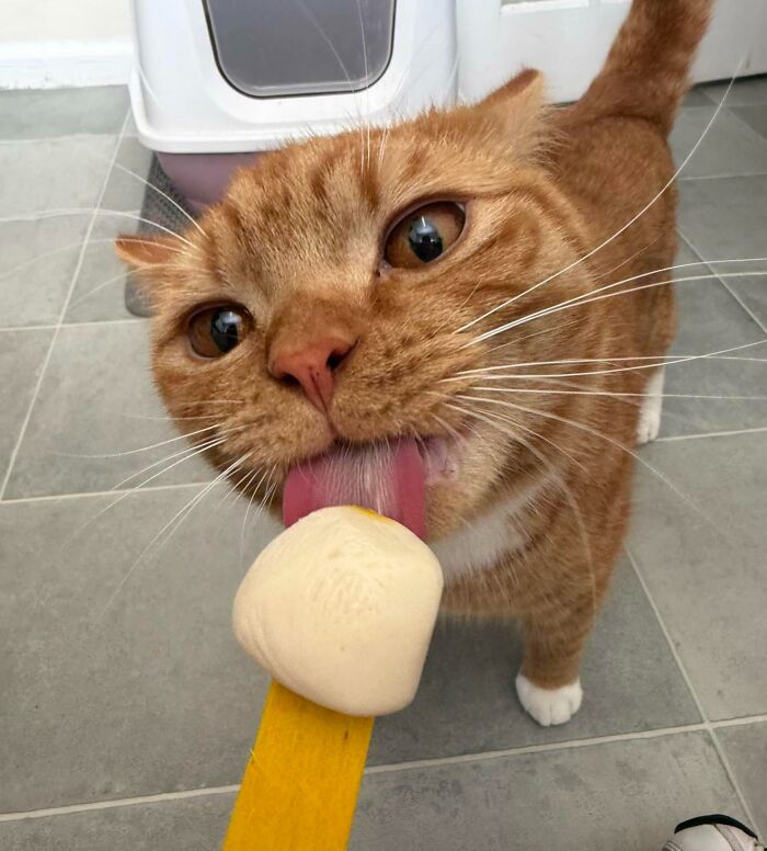 51 Funny Pics Of Food-Obsessed Cats Who Forgot How To Act Civilized Around A Snack