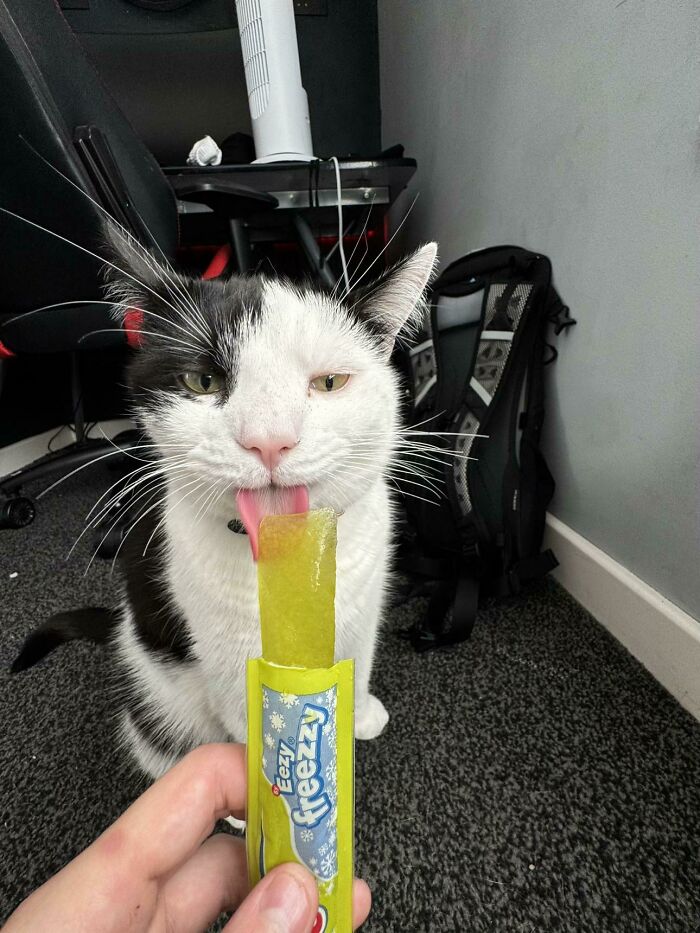 51 Funny Pics Of Food-Obsessed Cats Who Forgot How To Act Civilized Around A Snack