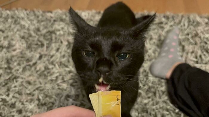 51 Funny Pics Of Food-Obsessed Cats Who Forgot How To Act Civilized Around A Snack
