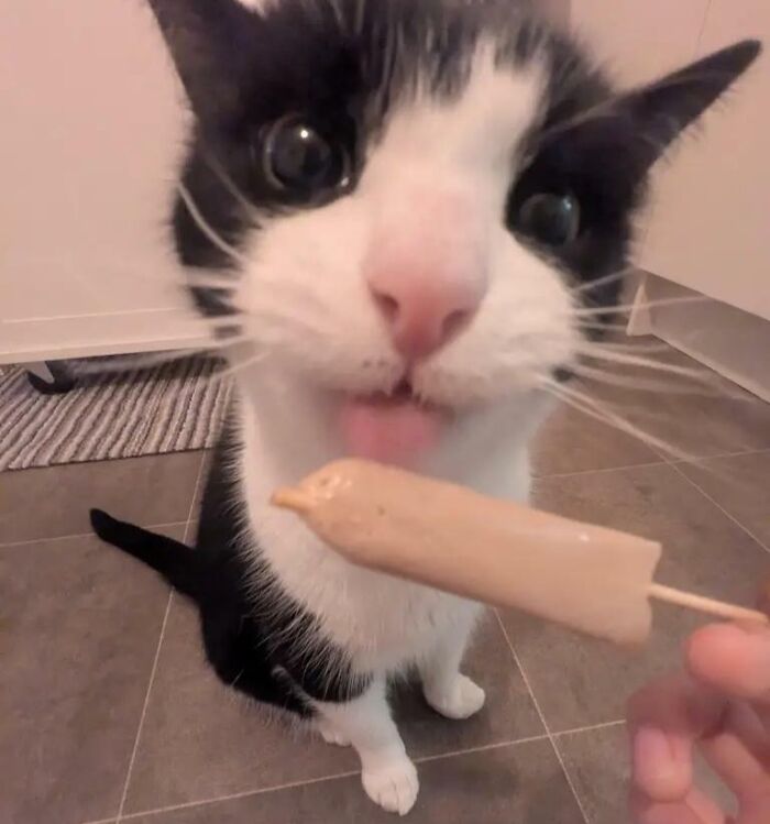 51 Funny Pics Of Food-Obsessed Cats Who Forgot How To Act Civilized Around A Snack