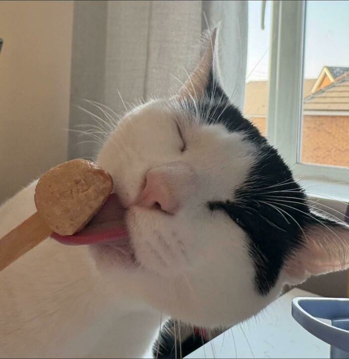 51 Funny Pics Of Food-Obsessed Cats Who Forgot How To Act Civilized Around A Snack