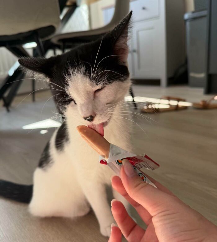 51 Funny Pics Of Food-Obsessed Cats Who Forgot How To Act Civilized Around A Snack