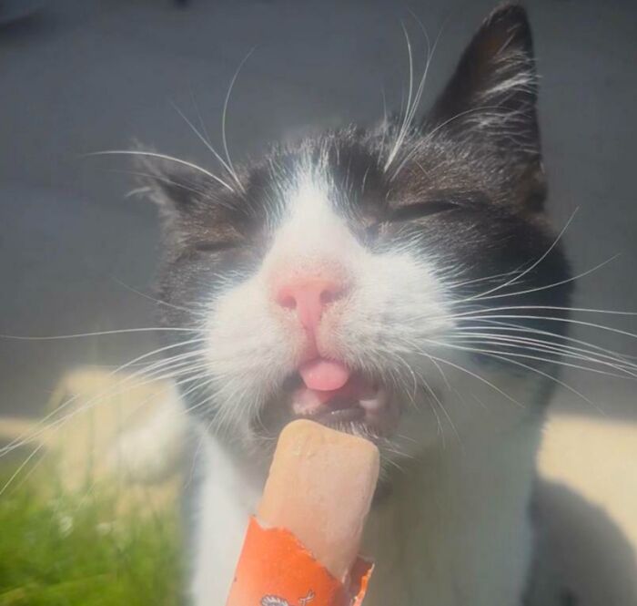 51 Funny Pics Of Food-Obsessed Cats Who Forgot How To Act Civilized Around A Snack