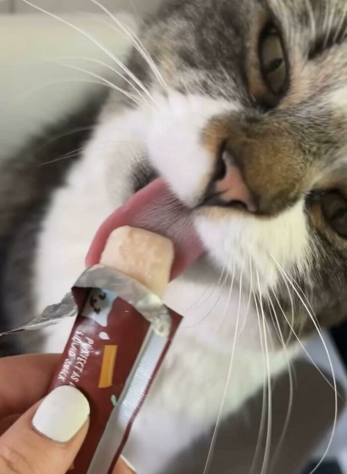 51 Funny Pics Of Food-Obsessed Cats Who Forgot How To Act Civilized Around A Snack