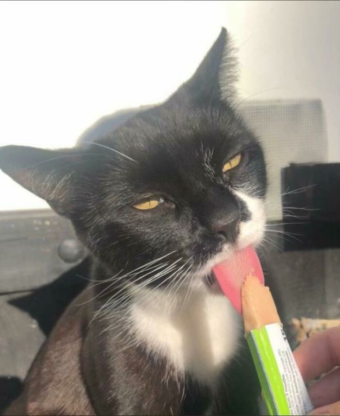 51 Funny Pics Of Food-Obsessed Cats Who Forgot How To Act Civilized Around A Snack