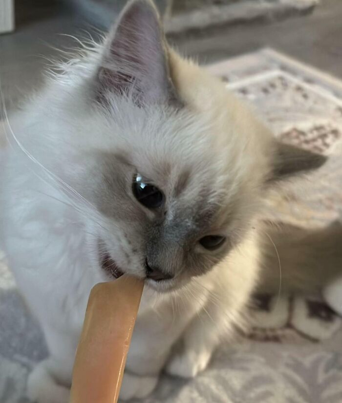 51 Funny Pics Of Food-Obsessed Cats Who Forgot How To Act Civilized Around A Snack