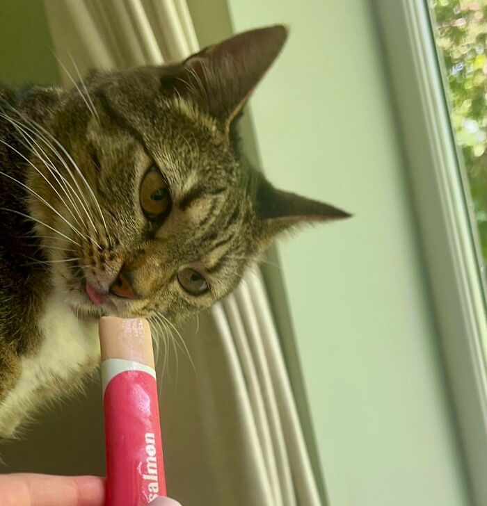 51 Funny Pics Of Food-Obsessed Cats Who Forgot How To Act Civilized Around A Snack