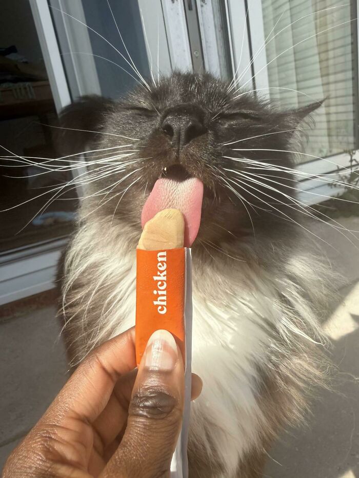 51 Funny Pics Of Food-Obsessed Cats Who Forgot How To Act Civilized Around A Snack