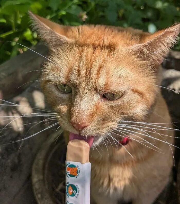 51 Funny Pics Of Food-Obsessed Cats Who Forgot How To Act Civilized Around A Snack