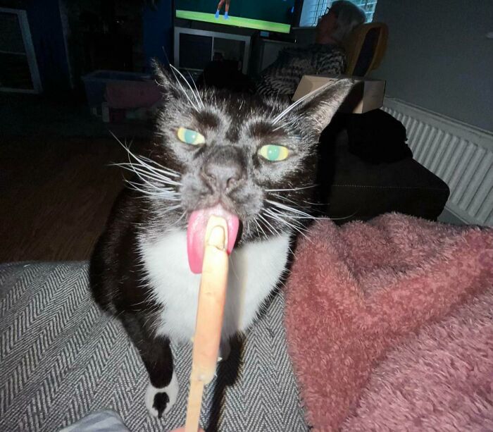 51 Funny Pics Of Food-Obsessed Cats Who Forgot How To Act Civilized Around A Snack
