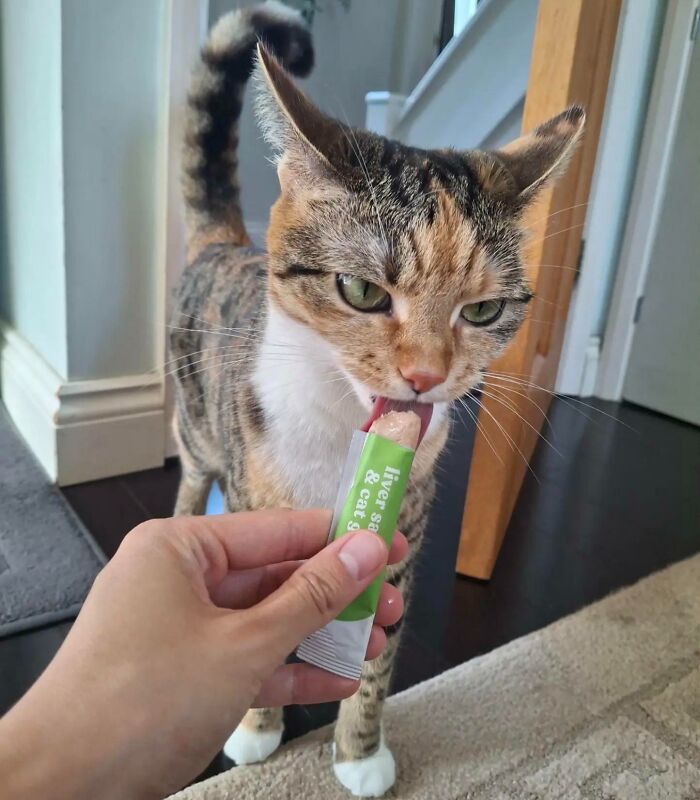 51 Funny Pics Of Food-Obsessed Cats Who Forgot How To Act Civilized Around A Snack