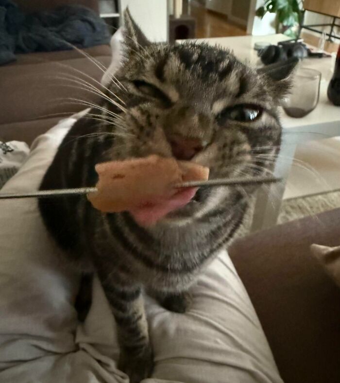 51 Funny Pics Of Food-Obsessed Cats Who Forgot How To Act Civilized Around A Snack