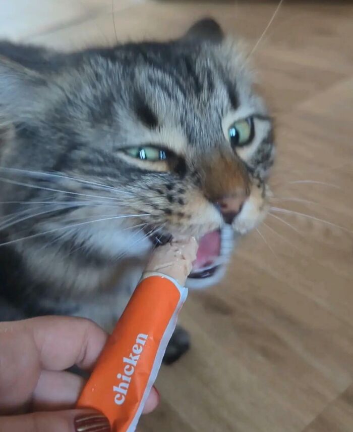 51 Funny Pics Of Food-Obsessed Cats Who Forgot How To Act Civilized Around A Snack