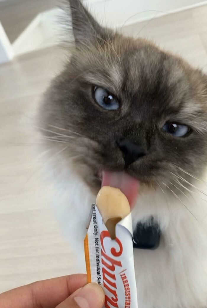 51 Funny Pics Of Food-Obsessed Cats Who Forgot How To Act Civilized Around A Snack