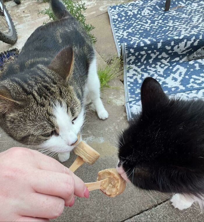 51 Funny Pics Of Food-Obsessed Cats Who Forgot How To Act Civilized Around A Snack