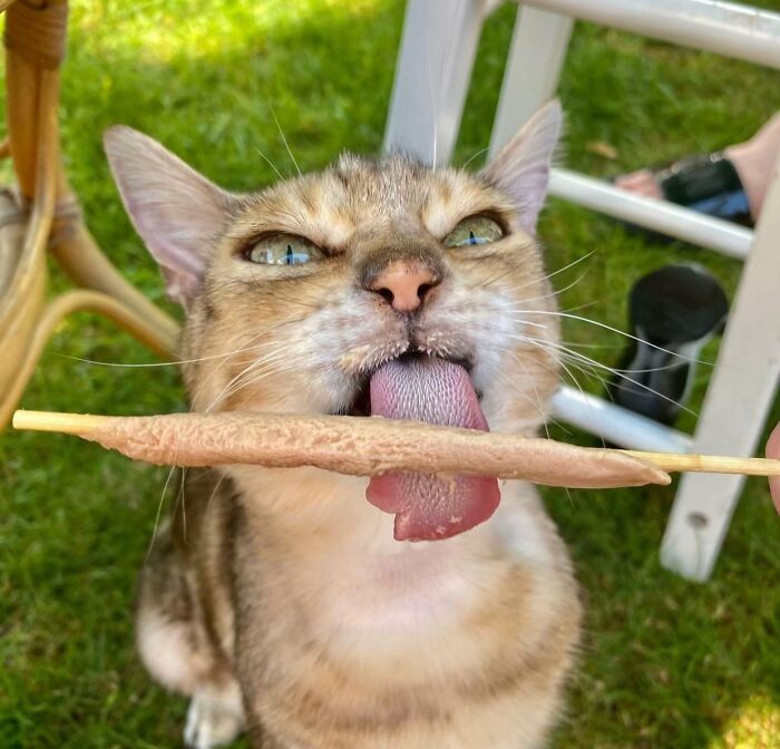 51 Funny Pics Of Food-Obsessed Cats Who Forgot How To Act Civilized Around A Snack