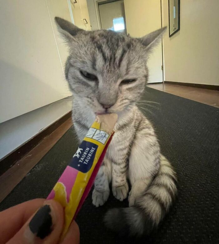 51 Funny Pics Of Food-Obsessed Cats Who Forgot How To Act Civilized Around A Snack