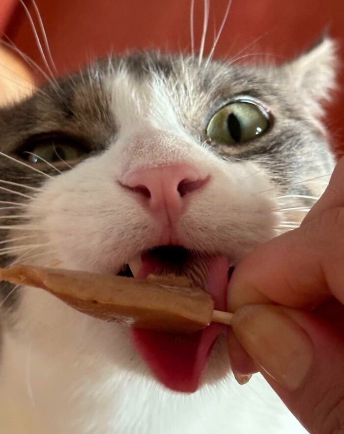 51 Funny Pics Of Food-Obsessed Cats Who Forgot How To Act Civilized Around A Snack