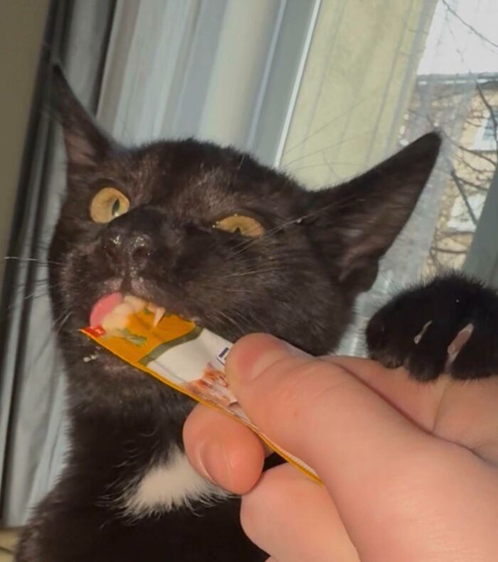 51 Funny Pics Of Food-Obsessed Cats Who Forgot How To Act Civilized Around A Snack