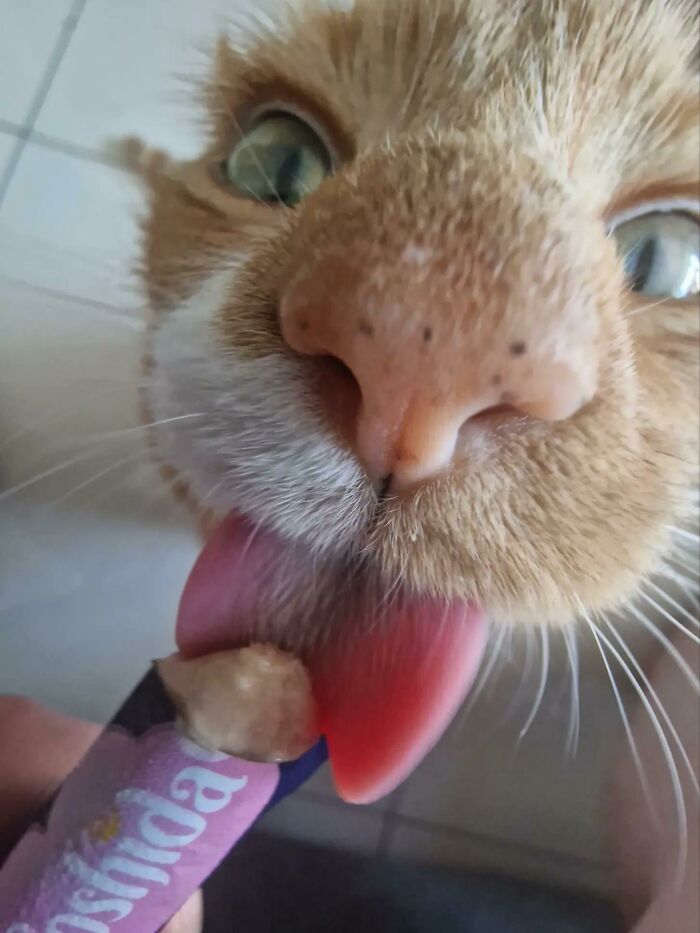 51 Funny Pics Of Food-Obsessed Cats Who Forgot How To Act Civilized Around A Snack