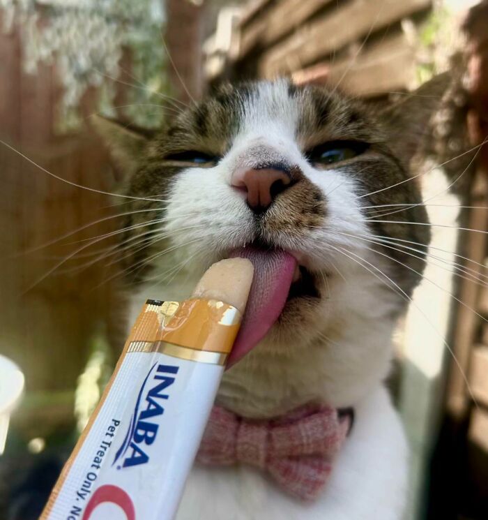 51 Funny Pics Of Food-Obsessed Cats Who Forgot How To Act Civilized Around A Snack