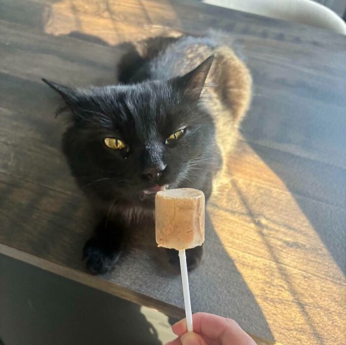 51 Funny Pics Of Food-Obsessed Cats Who Forgot How To Act Civilized Around A Snack
