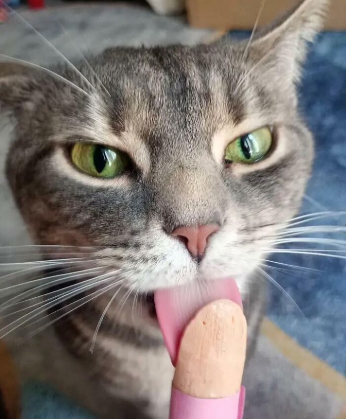 51 Funny Pics Of Food-Obsessed Cats Who Forgot How To Act Civilized Around A Snack