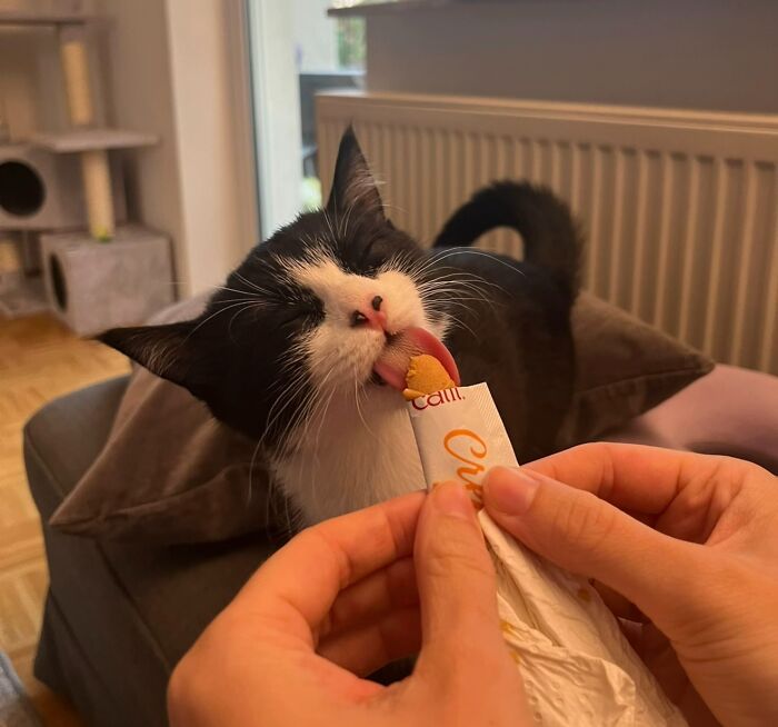 51 Funny Pics Of Food-Obsessed Cats Who Forgot How To Act Civilized Around A Snack