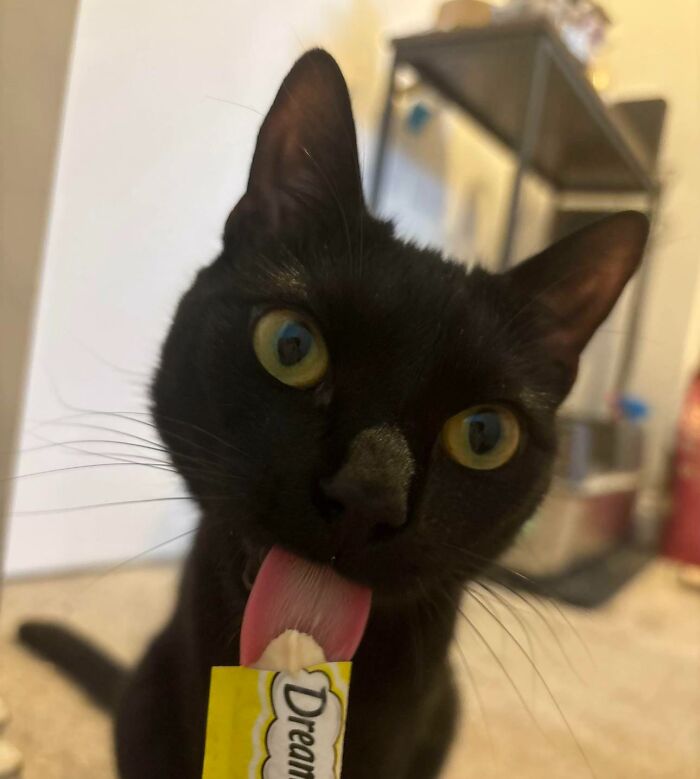 51 Funny Pics Of Food-Obsessed Cats Who Forgot How To Act Civilized Around A Snack