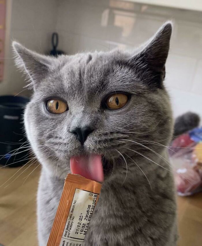 51 Funny Pics Of Food-Obsessed Cats Who Forgot How To Act Civilized Around A Snack