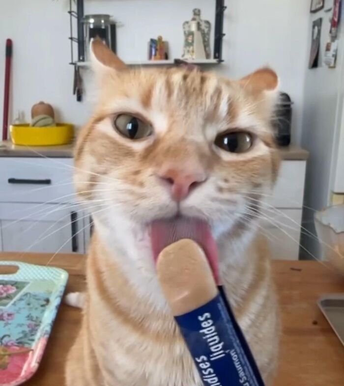 51 Funny Pics Of Food-Obsessed Cats Who Forgot How To Act Civilized Around A Snack