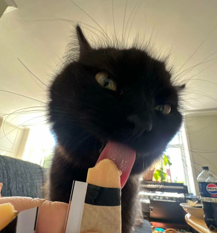 51 Funny Pics Of Food-Obsessed Cats Who Forgot How To Act Civilized Around A Snack